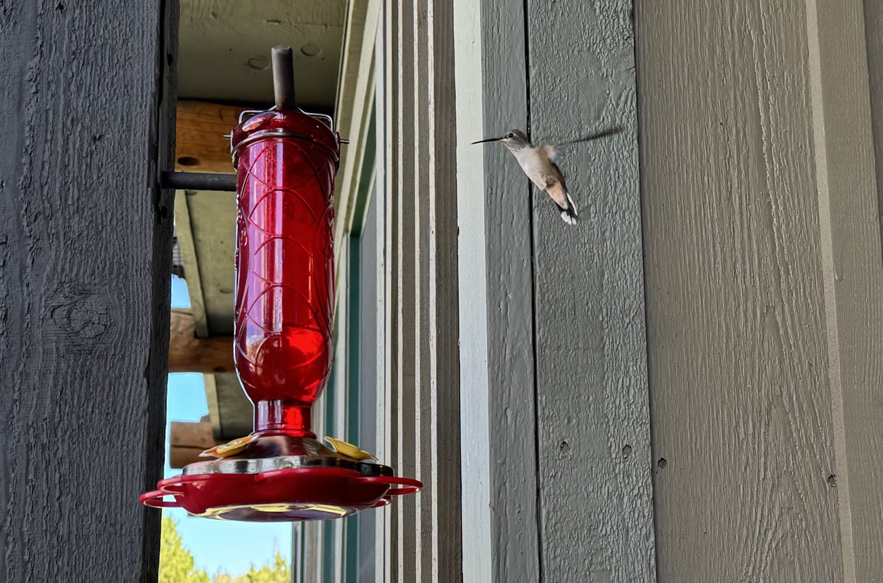 Hummingbirds